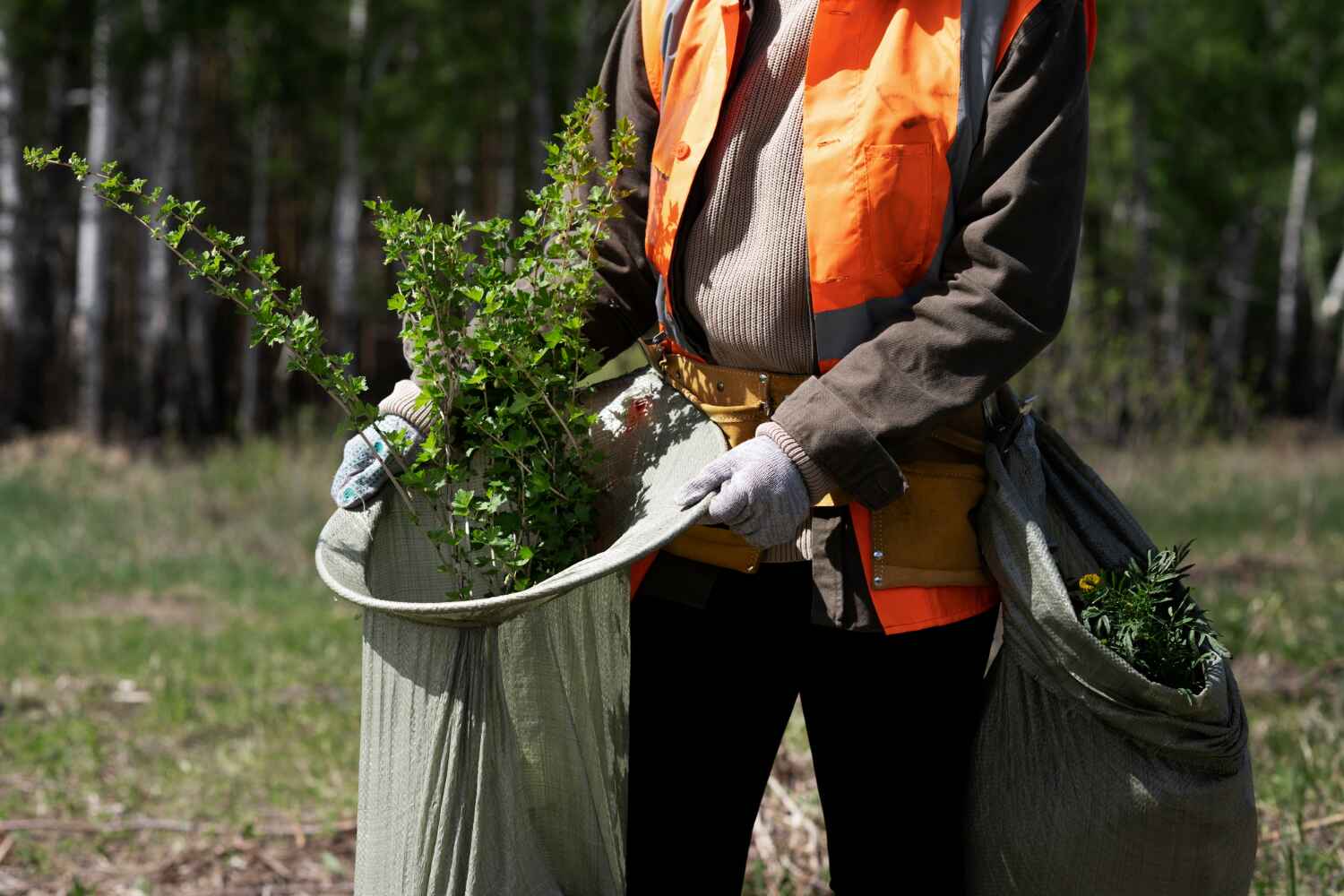 The Steps Involved in Our Tree Care Process in Belgium, WI